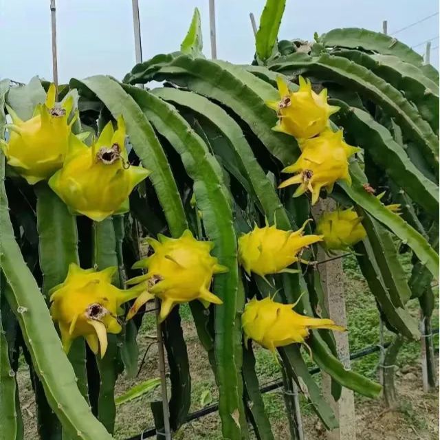 Multi-colored Dragon Fruit Seeds