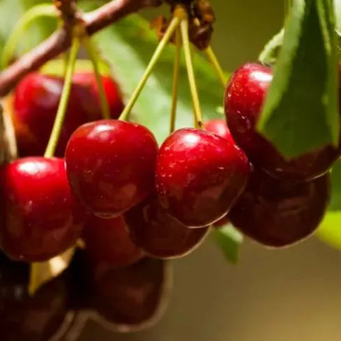 Ruby Calcium Berry Seeds🍒Prunus humilis