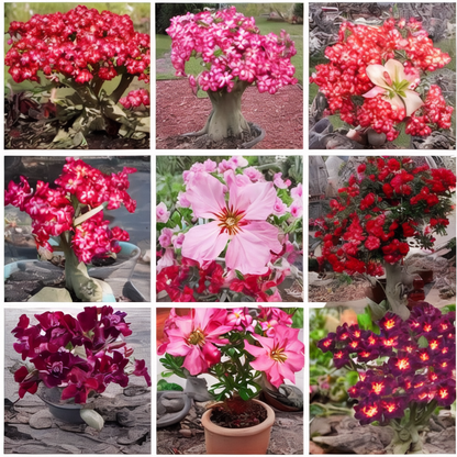 💐Desert Rose Seeds💖Various Colors🌱Long Flowering Period