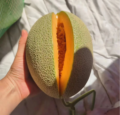 Reticulated Cantaloupe Seeds