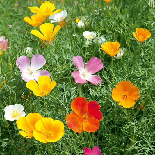 California Poppy Seeds - Mixed Colors