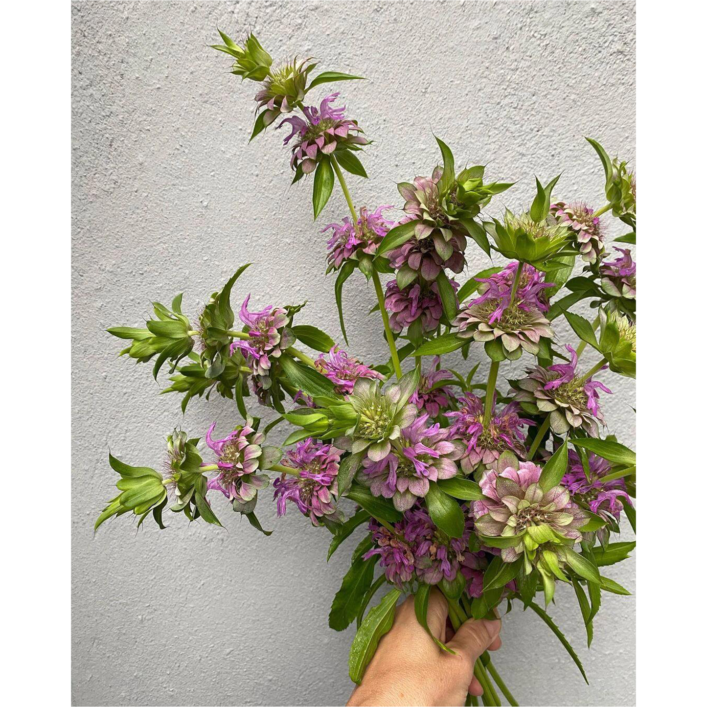 😍Last Day Sale - 60% OFF✨Lemon Mint Seeds