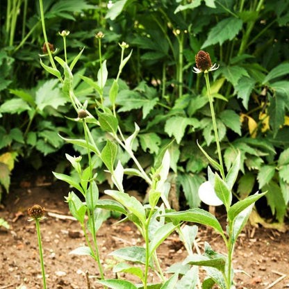 WESTERN CONEFLOWER Rudbeckia Occidentalis Green Wizard aka Rayless Naked Chocolate Black Flower Herb Seeds