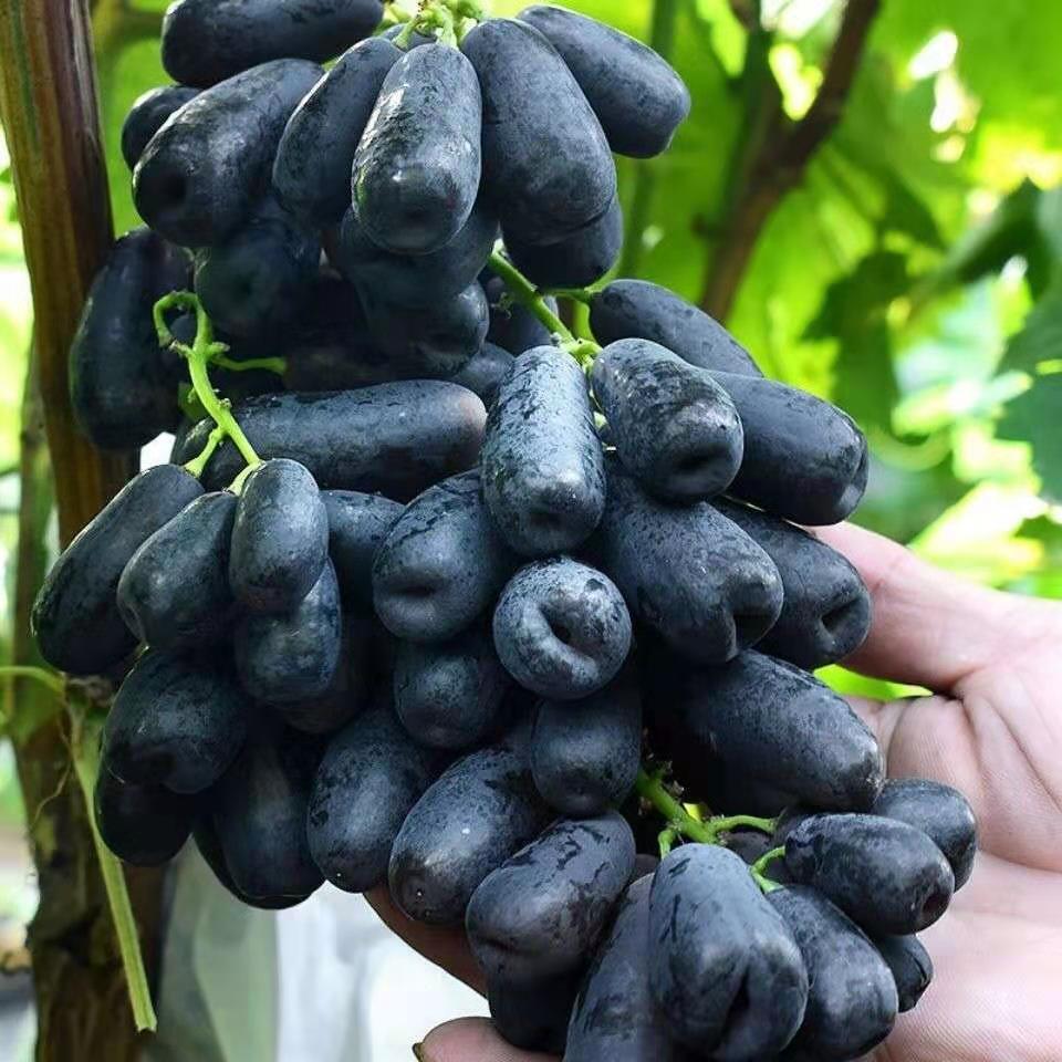 Last Day Sale - 60% OFF🍇Manicure Finger Grapes Seeds(98% Germination)