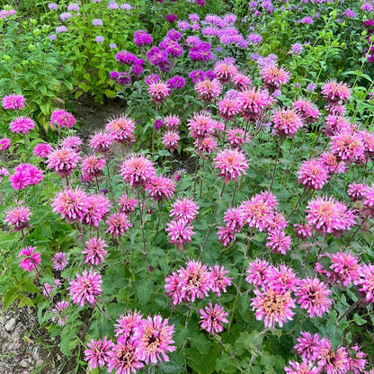 Bee Balm - Wild Bergamot Seeds