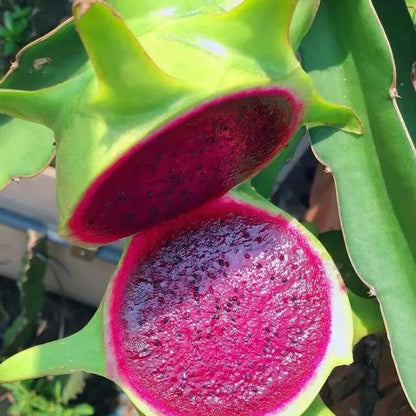 Multi-colored Dragon Fruit Seeds