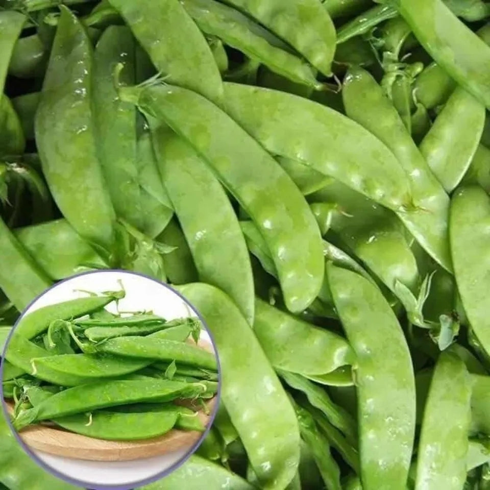 🫛Snow pea seeds --- cold and heat resistant, disease resistant and high yielding