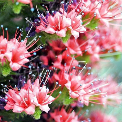 TOWER OF JEWELS Red Bugloss Echium Wildpretii Ruby Hummingbird Flower Seeds *Flat Shipping