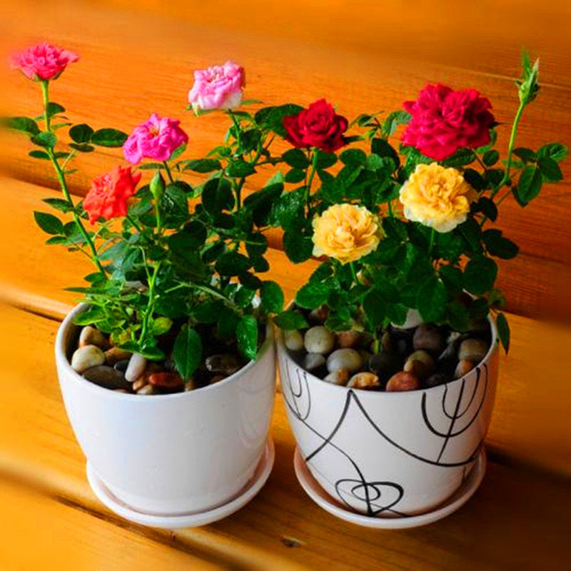 🌺Last Day Sale - 60% OFF💐Beautiful Mini Rose Seeds