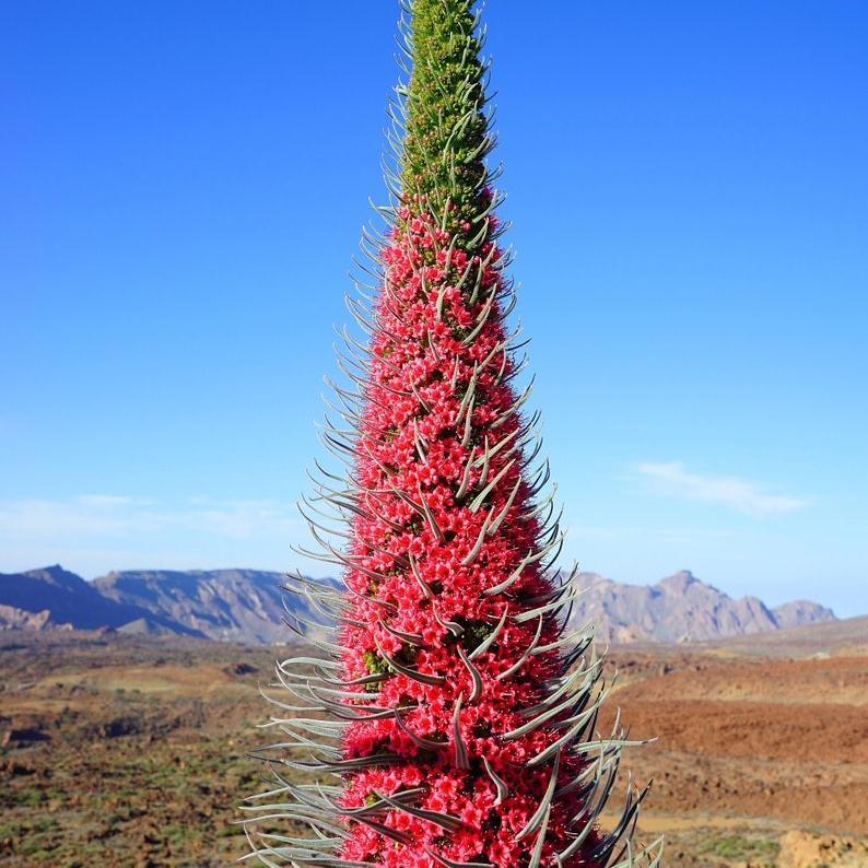 TOWER OF JEWELS Red Bugloss Echium Wildpretii Ruby Hummingbird Flower Seeds *Flat Shipping