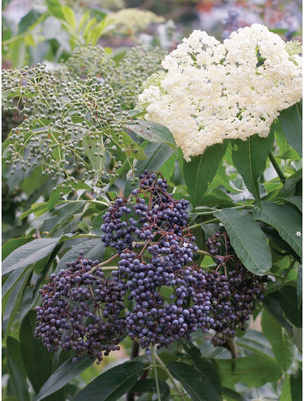 😍Last Day Sale - 60% OFF✨Elderberry Seeds--Gaea's Blessing Seeds