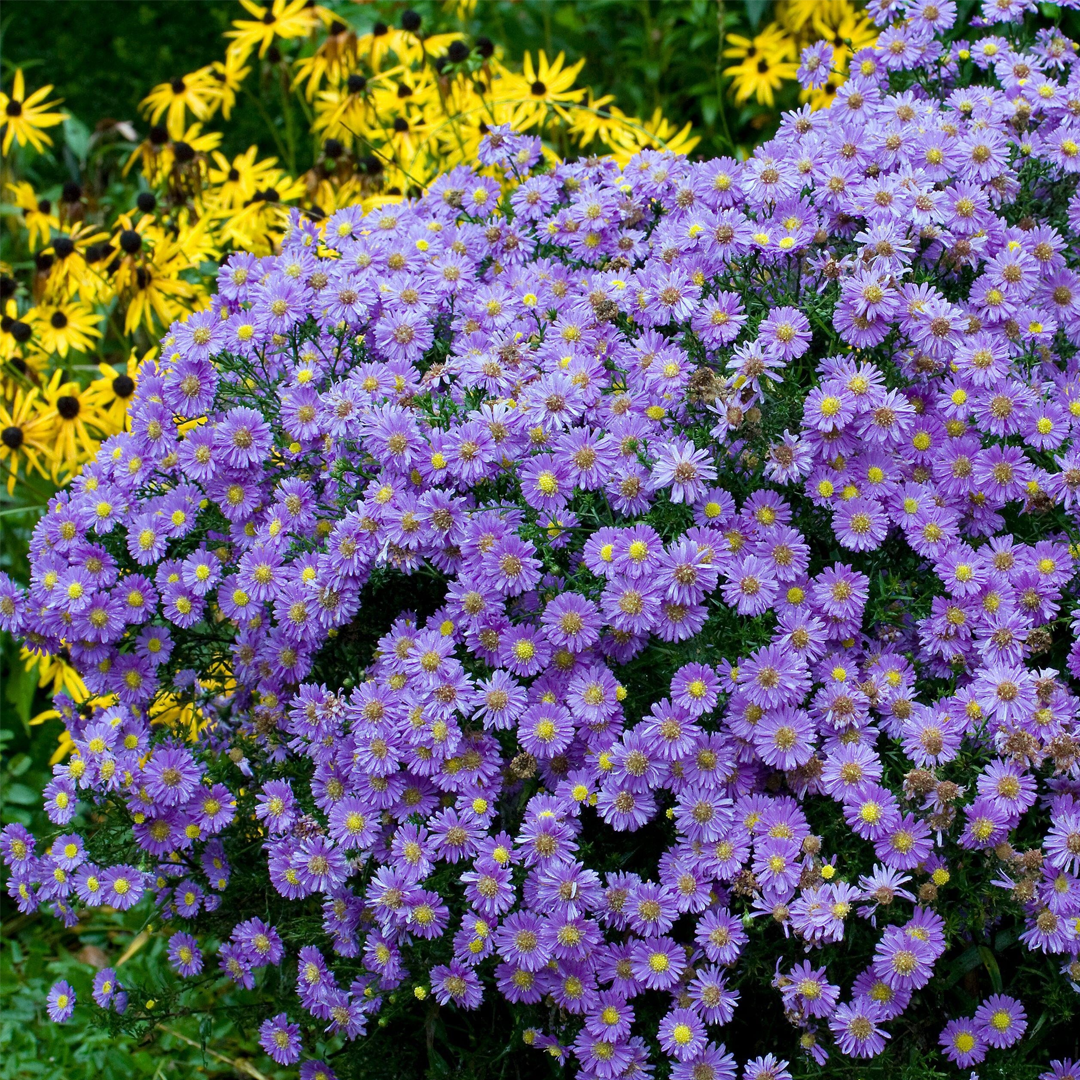 Aster Seeds- Purple Dome