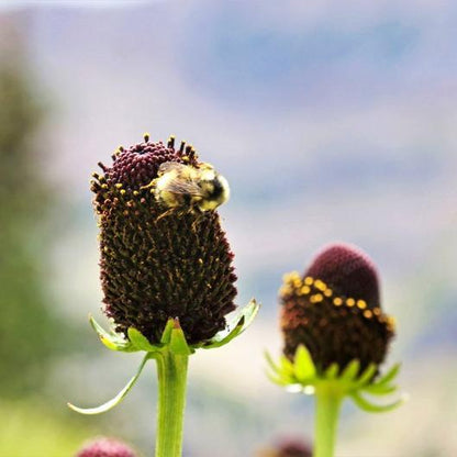 WESTERN CONEFLOWER Rudbeckia Occidentalis Green Wizard aka Rayless Naked Chocolate Black Flower Herb Seeds