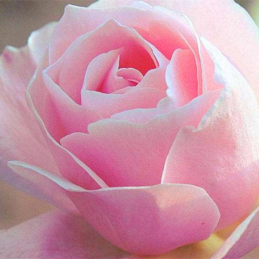 🌺Last Day Sale - 60% OFF💐Beautiful Mini Rose Seeds