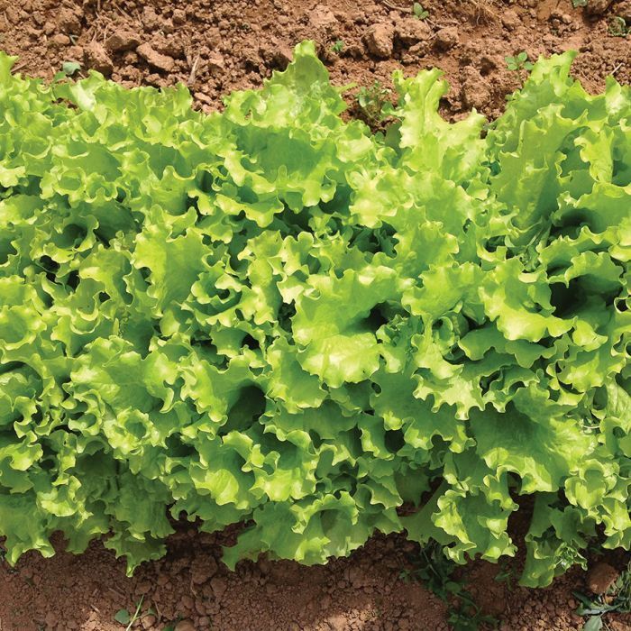 Heirloom Green Leaf Lettuce Seeds" – Non-GMO, suitable for all seasons, fresh, high-yield, and perfect for your garden!