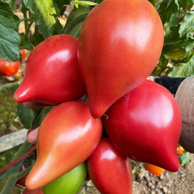 🌈Last Day Sale - 60% OFF🍅Mango Honey Tomato Seeds