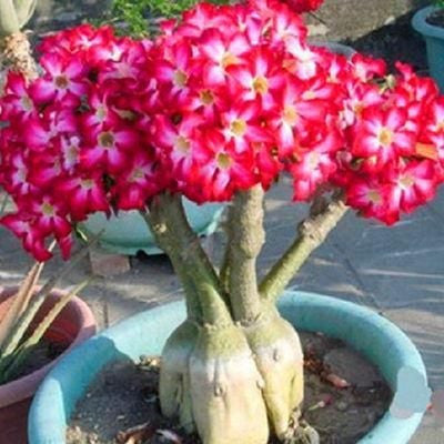 💐Desert Rose Seeds💖Various Colors🌱Long Flowering Period