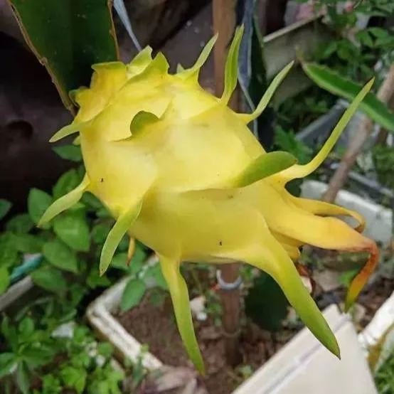 Multi-colored Dragon Fruit Seeds