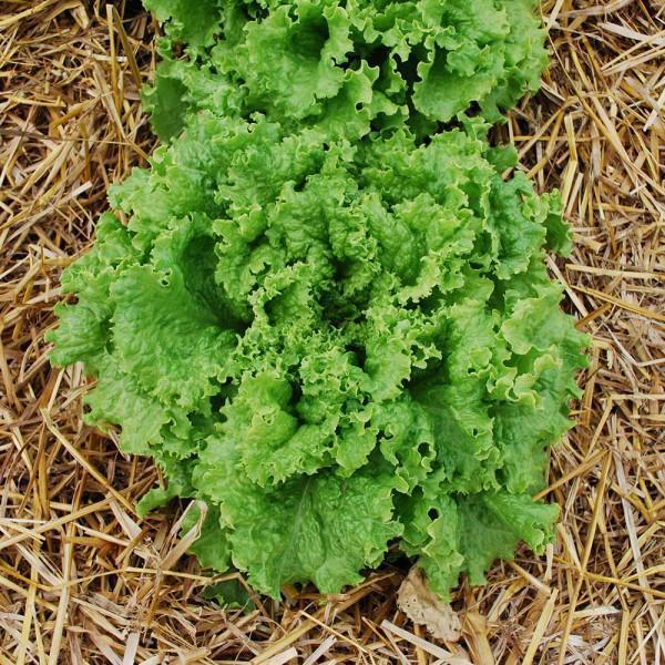 Heirloom Green Leaf Lettuce Seeds" – Non-GMO, suitable for all seasons, fresh, high-yield, and perfect for your garden!