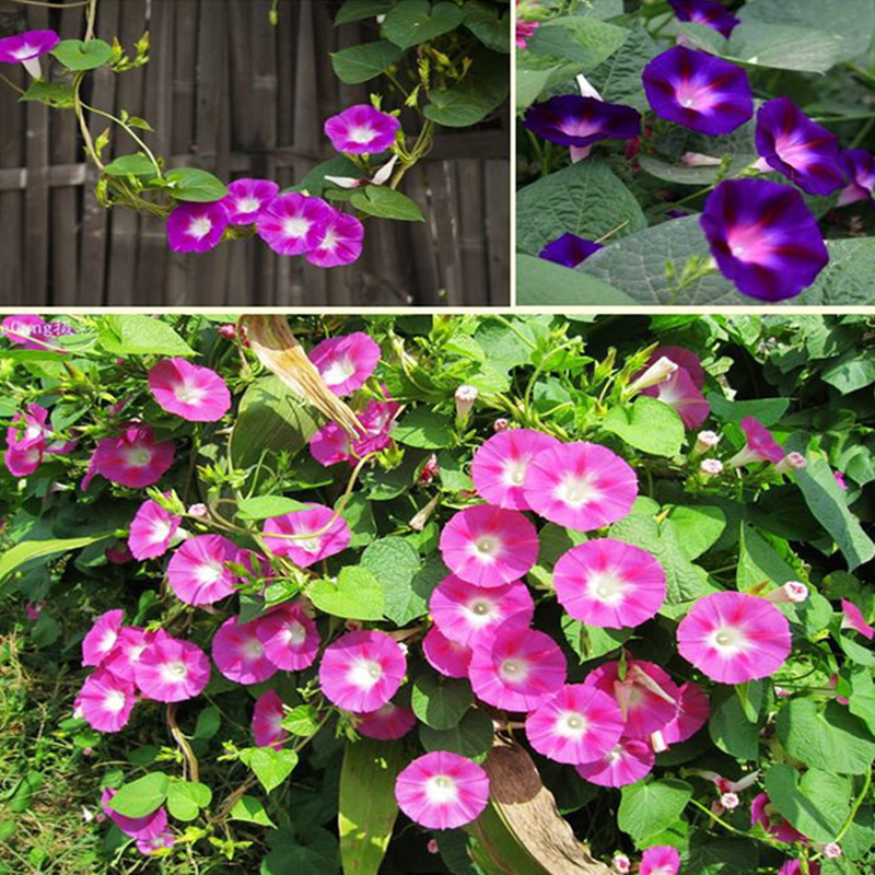 Mixed Petunias Seeds