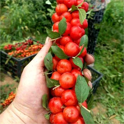 Ruby Calcium Berry Seeds🍒Prunus humilis