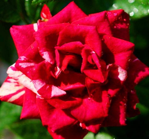 🌺Last Day Sale - 60% OFF💐Beautiful Mini Rose Seeds