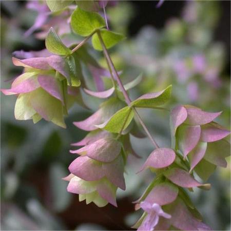 😍Last Day Sale - 60% OFF✨Ornamental Oregano Seeds - 2024 New Variety "Paper Folding Picture"