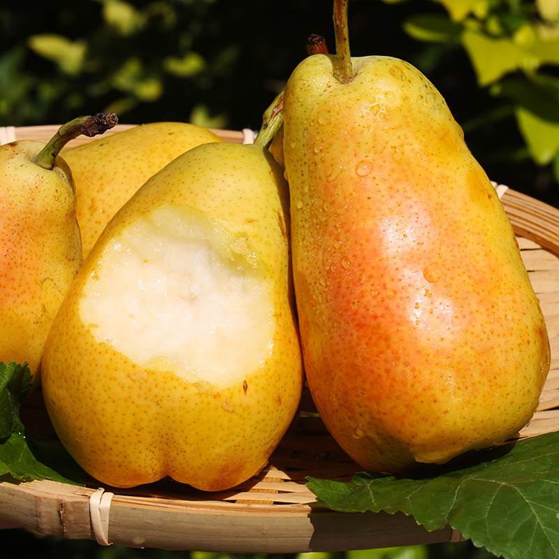 Pyrus communis Seeds - granny's pears