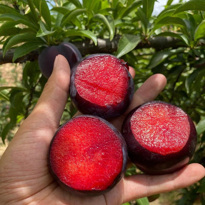 Blood Plum Sanhua Plum Seeds