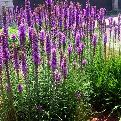 Gayfeather / Blazing Star Seeds - Liatris Seeds