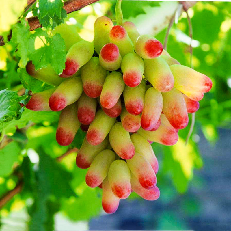 Last Day Sale - 60% OFF🍇Manicure Finger Grapes Seeds(98% Germination)