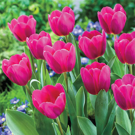 Bonsai Rare Color Tulip Seeds #12