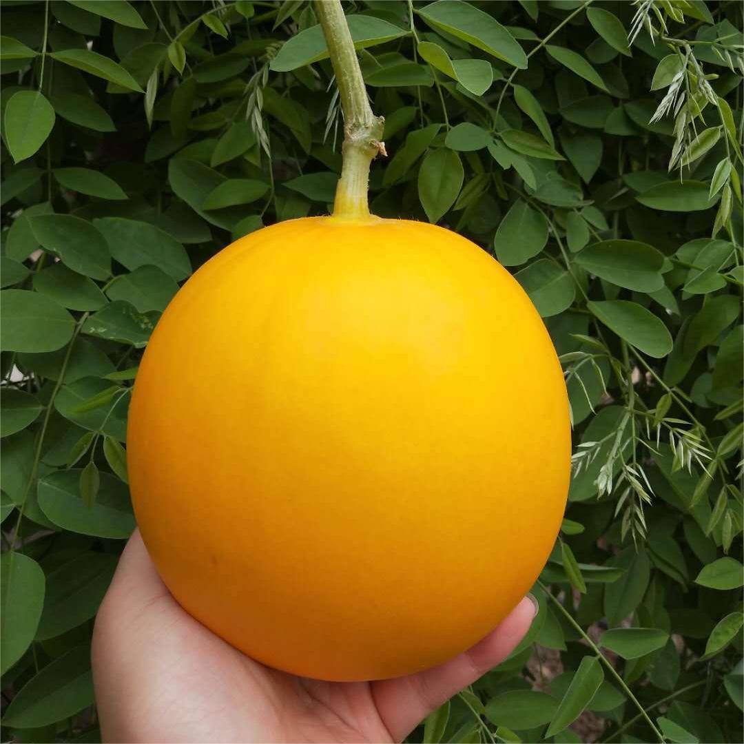 Golden Honey Melon Seeds