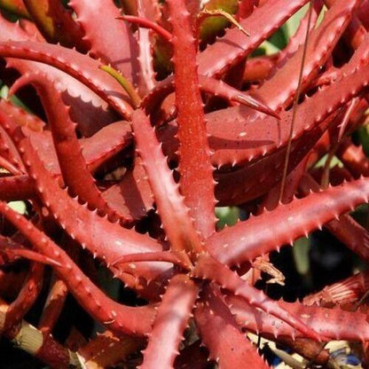 ALOE CAMERONII - Red Aloe Vera