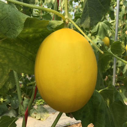 Golden Honey Melon Seeds