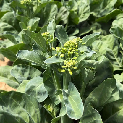 White Mustard Greens