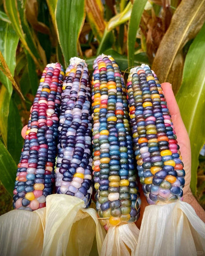 Decorative Corn Gem corn  Seeds