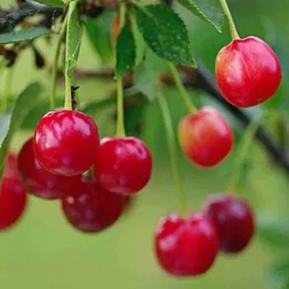 Ruby Calcium Berry Seeds🍒Prunus humilis