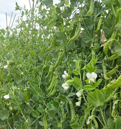 🫛Snow pea seeds --- cold and heat resistant, disease resistant and high yielding