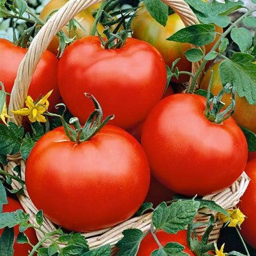 Hair Pink Tomato Seeds