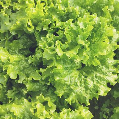 Heirloom Green Leaf Lettuce Seeds" – Non-GMO, suitable for all seasons, fresh, high-yield, and perfect for your garden!