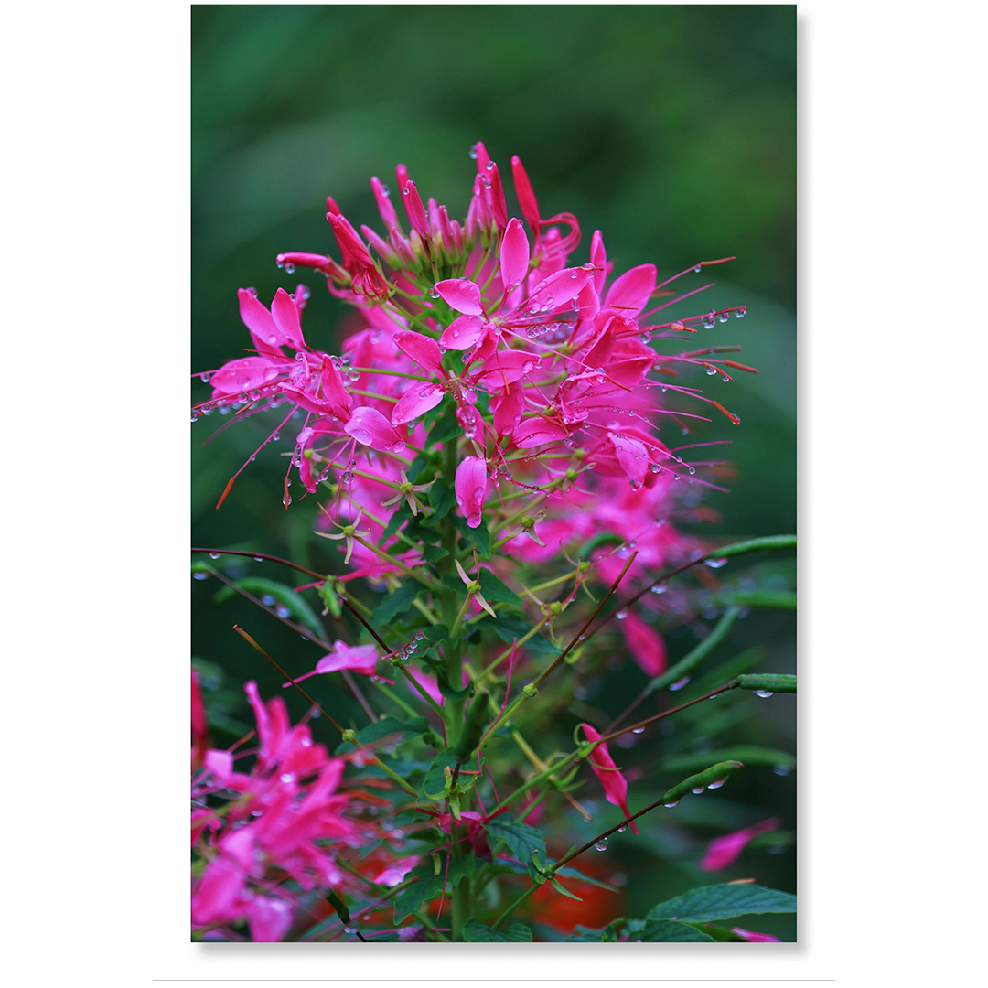 Cleome Seeds - Cherry Queen