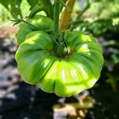 Multicolor Tomato Seeds-No Gmo