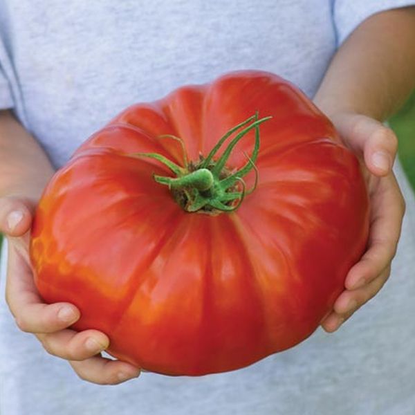 Giant Monster Tomato Seeds