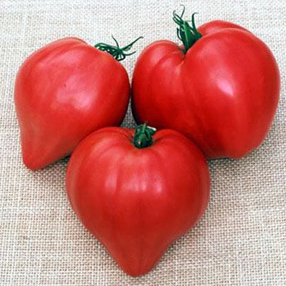 Lucid Gem Tomato Seeds, Beefsteak Tomatoes, Heirloom Tomatoes, Organic Seeds