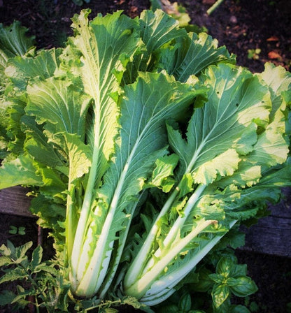 Michihili Chinese Cabbage