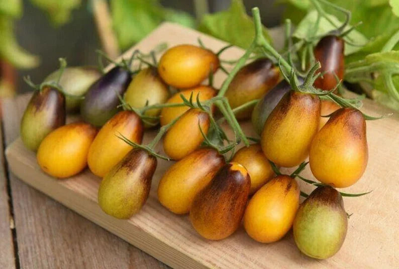 Indigo Pear Drop Tomatoes