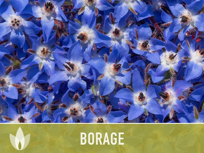 😍😍Last Day Sale - 60% OFF✨Borage Heirloom Seeds - Adored by the bees