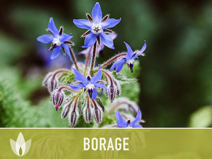 😍😍Last Day Sale - 60% OFF✨Borage Heirloom Seeds - Adored by the bees