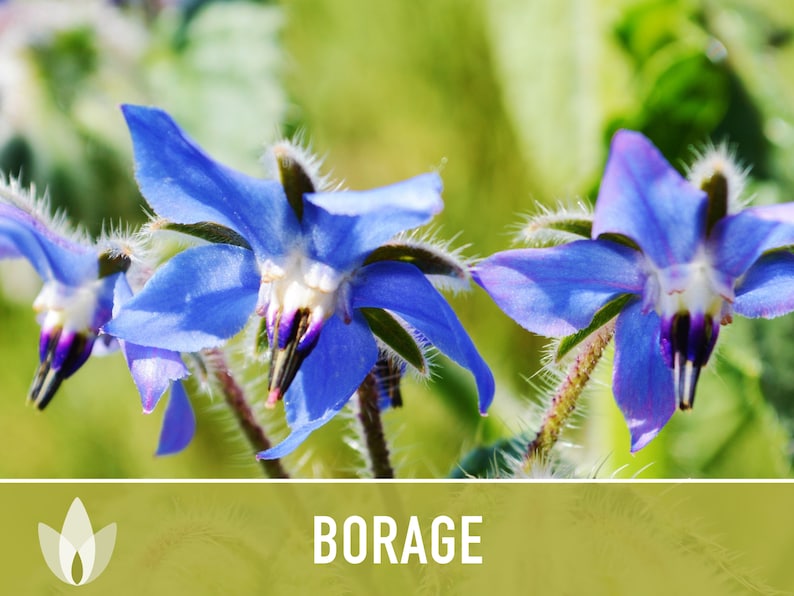 😍😍Last Day Sale - 60% OFF✨Borage Heirloom Seeds - Adored by the bees